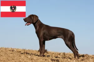 Read more about the article German Shorthair crescători și căței în Austria