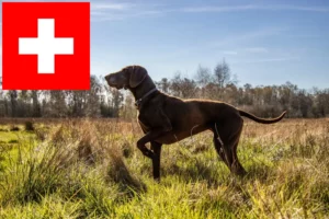 Read more about the article German Shorthair crescători și căței în Elveția