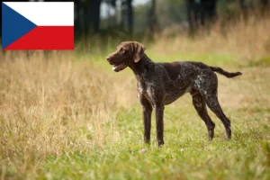 Read more about the article German Shorthair crescători și căței în Republica Cehă