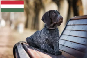 Read more about the article German Shorthair crescători și căței în Ungaria