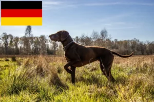 Read more about the article German Shorthair crescători și căței în Germania