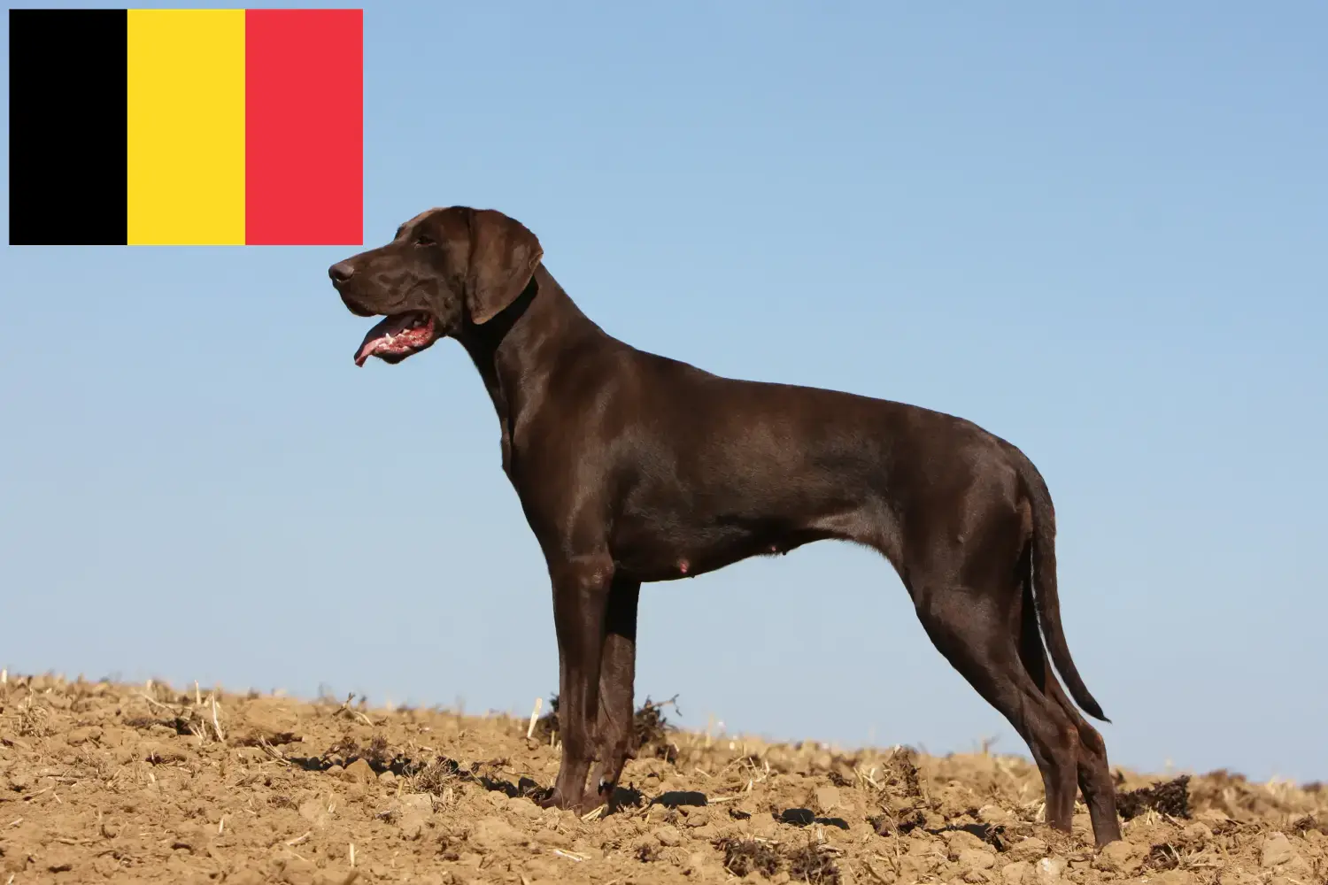 Read more about the article German Shorthair crescători și căței în Belgia