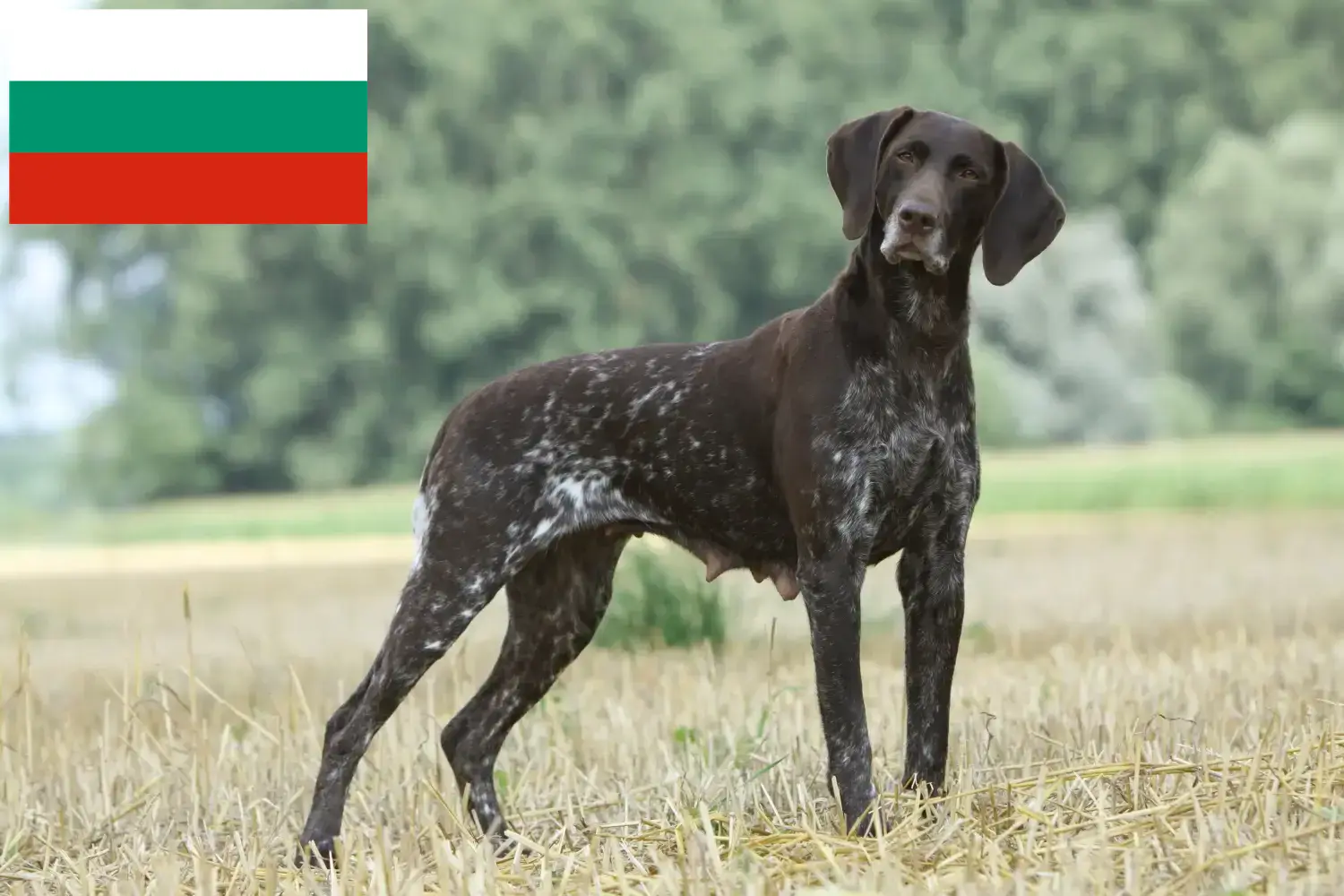 Read more about the article German Shorthair crescători și căței în Bulgaria