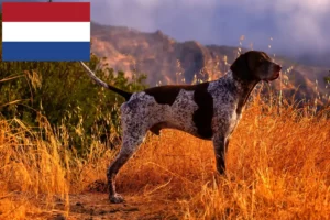 Read more about the article German Shorthair crescători și căței în Olanda