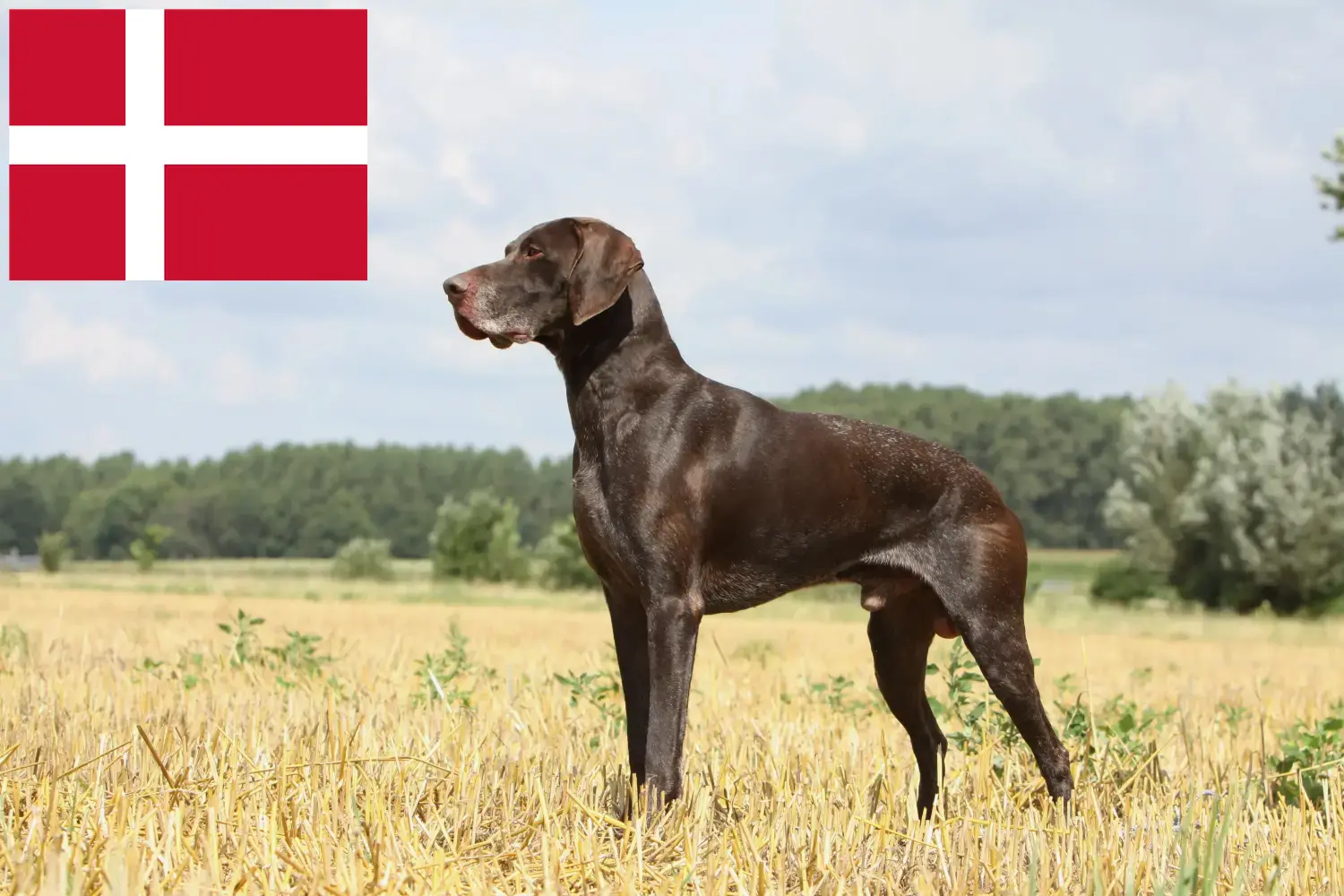 Read more about the article German Shorthair crescători și căței în Danemarca