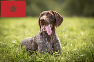 Read more about the article German Shorthair crescători și căței în Maroc