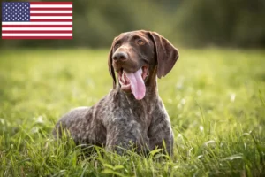 Read more about the article German Shorthair crescători și căței în SUA