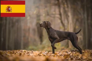 Read more about the article German Shorthair crescători și căței în Spania