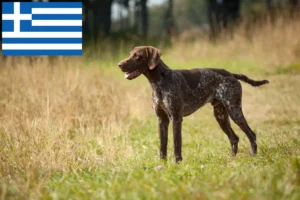 Read more about the article German Shorthair crescători și căței în Grecia