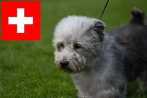 Read more about the article Irish Glen of Imaal Terrier crescători și căței în Elveția