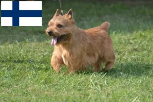 Read more about the article Irish Glen of Imaal Terrier crescători și căței în Finlanda