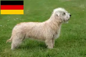 Read more about the article Irish Glen of Imaal Terrier crescători și căței în Germania