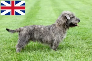 Read more about the article Irish Glen of Imaal Terrier Crescători și căței în Marea Britanie