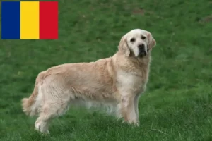 Read more about the article Golden Retriever crescători și căței în România