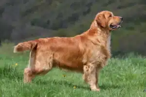 Read more about the article Golden Retriever Breeder