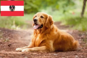 Read more about the article Golden Retriever crescători și căței în Austria