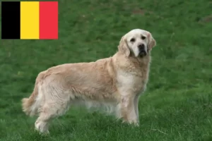 Read more about the article Golden Retriever crescători și căței în Belgia