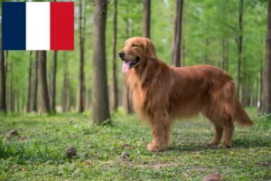 Read more about the article Golden Retriever crescători și căței în Franța