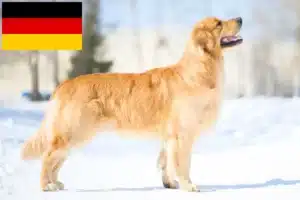 Read more about the article Golden Retriever crescători și căței în Germania