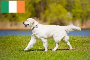 Read more about the article Golden Retriever crescători și căței în Irlanda