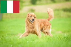 Read more about the article Golden Retriever crescători și căței în Italia