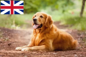 Read more about the article Golden Retriever crescători și căței în Marea Britanie