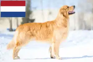 Read more about the article Golden Retriever crescători și căței în Olanda