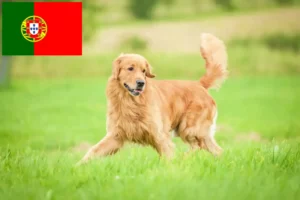 Read more about the article Golden Retriever crescători și căței în Portugalia