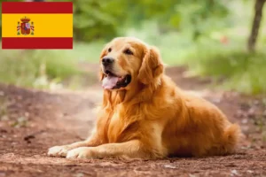 Read more about the article Golden Retriever crescători și căței în Spania