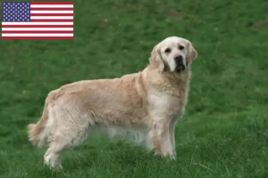 Read more about the article Golden Retriever crescători și căței în SUA