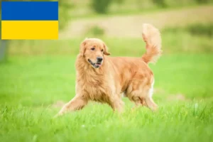 Read more about the article Golden Retriever crescători și căței în Ucraina