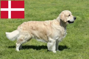 Read more about the article Golden Retriever crescători și căței în Danemarca