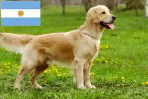 Read more about the article Golden Retriever crescători și căței în Argentina