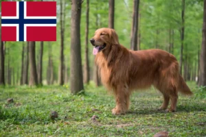 Read more about the article Golden Retriever crescători și căței în Norvegia