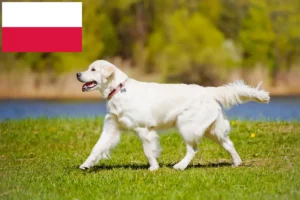 Read more about the article Golden Retriever crescători și căței în Polonia