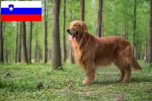 Read more about the article Golden Retriever crescători și căței în Slovenia