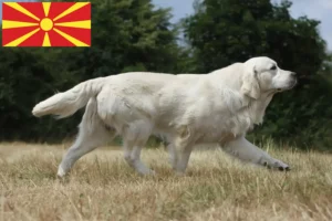 Read more about the article Golden Retriever crescători și căței în Macedonia de Nord