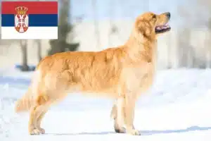 Read more about the article Golden Retriever crescători și căței în Serbia