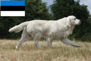 Read more about the article Golden Retriever crescători și căței în Estonia