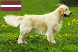 Read more about the article Golden Retriever crescători și căței în Letonia