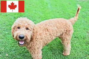 Read more about the article Goldendoodle crescători și căței în Canada