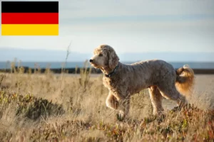 Read more about the article Goldendoodle crescători și căței în Germania