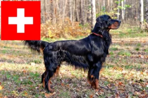 Read more about the article Gordon Setter crescători și căței în Elveția