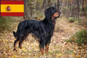 Read more about the article Gordon Setter crescători și căței în Spania