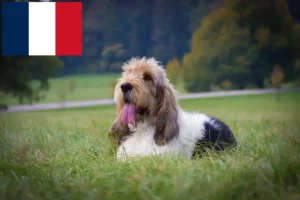 Read more about the article Grand Basset Griffon Vendéen crescători și căței în Franța