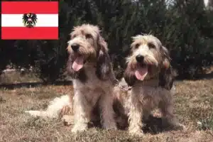 Read more about the article Grand Basset Griffon Vendéen crescători și căței în Austria