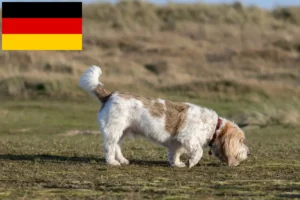 Read more about the article Grand Basset Griffon Vendéen crescători și căței în Germania