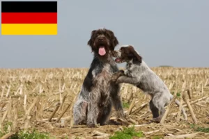 Read more about the article Griffon d’arrêt à poil dur crescători și căței în Germania