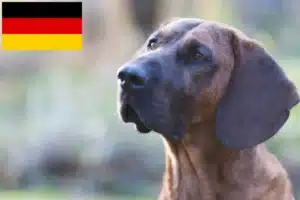 Read more about the article Hannoverscher Schweißhund crescători și căței în Germania