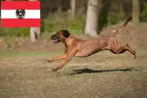 Read more about the article Hannoverscher Schweißhund crescători și căței în Austria